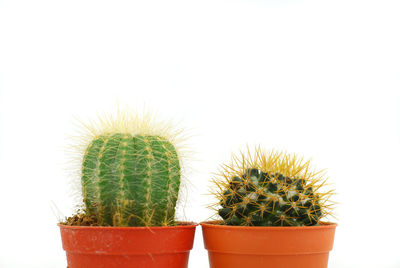 Close-up of potted cactus plant against white background