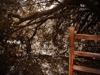 Low angle view of tree