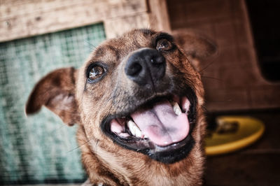 Close-up of a dog