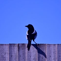 Black dog standing against blue sky