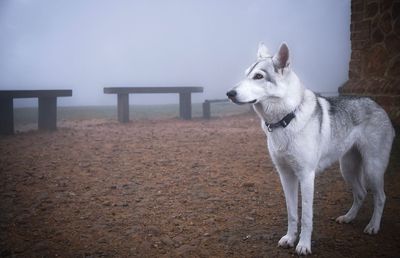 Dog against sky