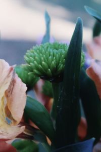 Close-up of succulent plant leaves