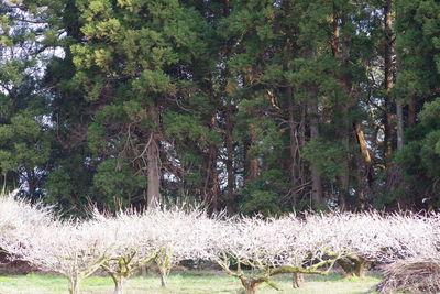 View of trees in forest