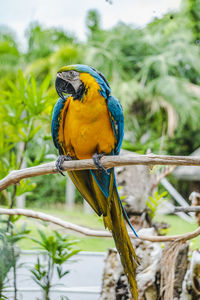 Close-up of a bird perching on branch