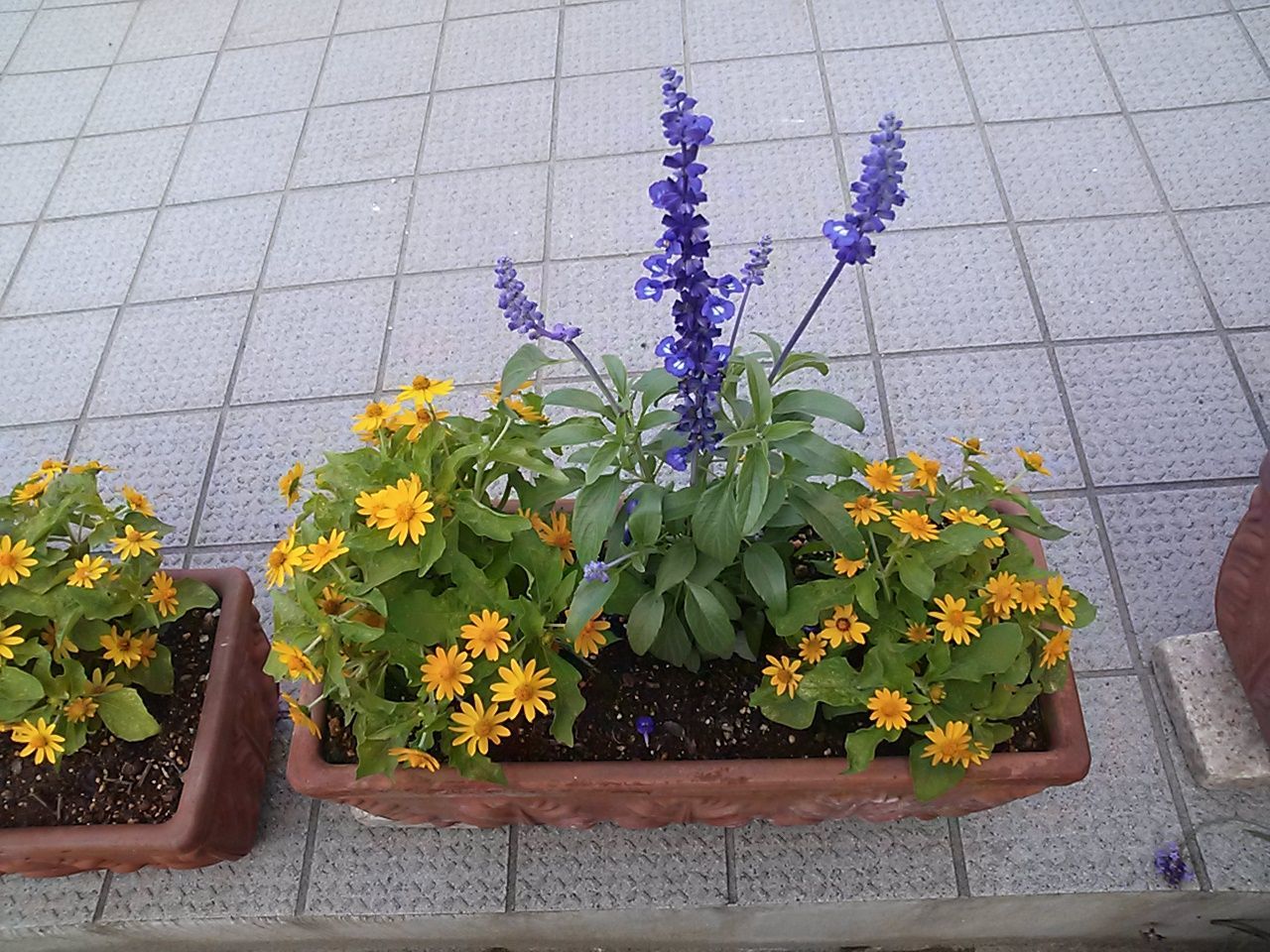 flower, plant, growth, potted plant, freshness, leaf, fragility, high angle view, wall - building feature, flower pot, yellow, nature, petal, no people, green color, beauty in nature, day, in bloom, blooming, outdoors