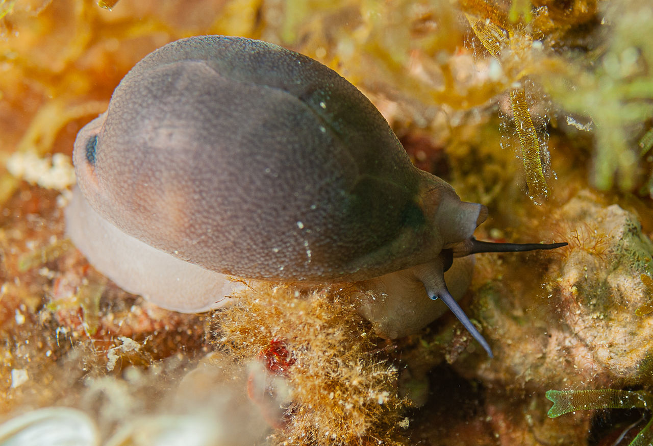 CLOSE-UP OF FISH