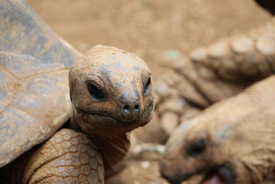 Close-up of tortoise