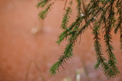 Close-up of plant