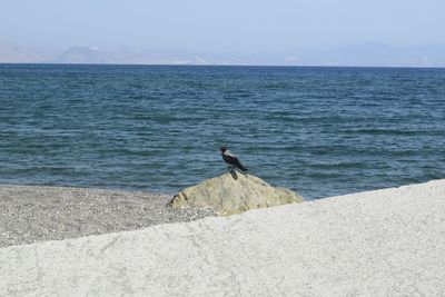 Seagull perching on a beach