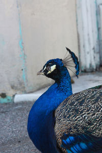 Close-up of peacock