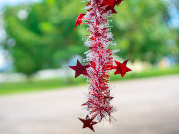 Close-up of red maple leaves on tree