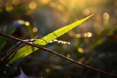 Close-up of wet plant