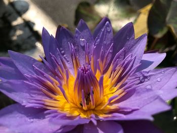Close-up of purple water lily blooming in park