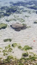 High angle view of fish swimming in sea