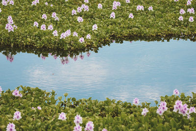 Pink flowering plants in lake