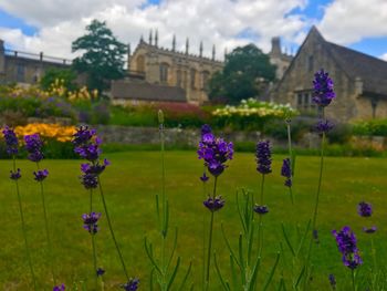 Close-up of purple flowers blooming in field