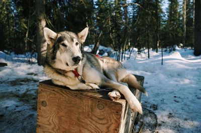 Portrait of dog during winter