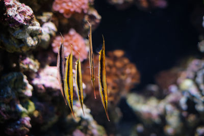 Close-up of fish swimming in sea