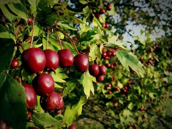 Close-up of berries growing on tree