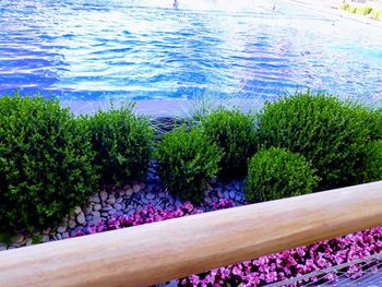 High angle view of flowering plants by swimming pool