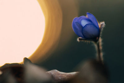 Close-up of purple flowering plant