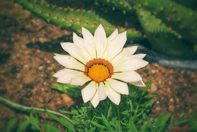 High angle view of flower blooming outdoors