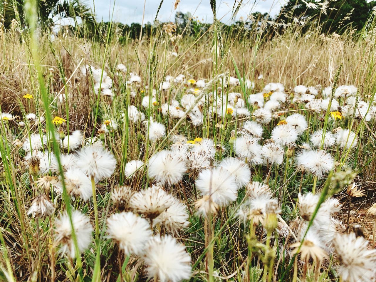 WHITE FLOWERING PLANTS ON FIELD