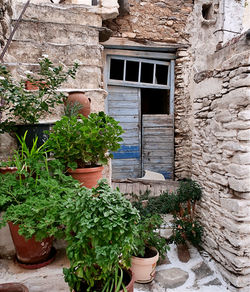 Potted plants on wall of building