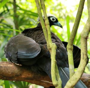 Close-up of bird perching on branch