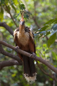 Bird perching on a tree