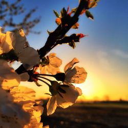 Close-up of flowers against sky