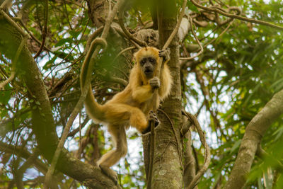 Low angle view of monkey on tree in forest