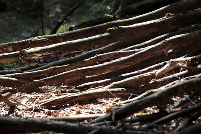 Trees in the dark