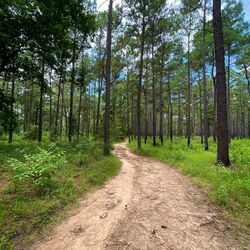 Dirt road amidst trees in forest