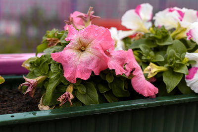 Close-up of pink flowering plant