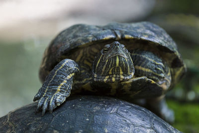 Close-up of red eared slider turtles outdoors