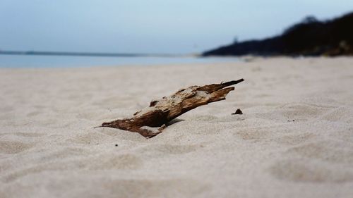 Close-up of driftwood at sandy beach