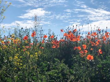 Flowering plants on field against orange sky