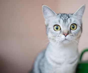 Close-up portrait of cat sitting