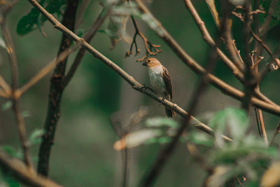 Bird perching on branch