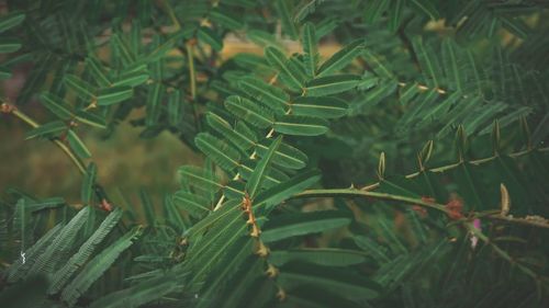 Close-up of fresh green leaves