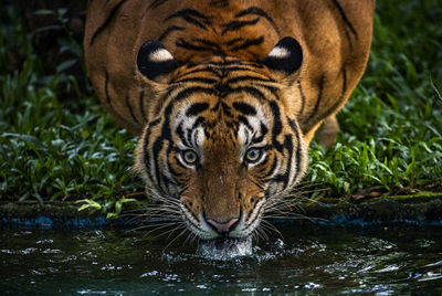 Close-up of tiger