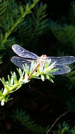 Close-up of butterfly on leaf