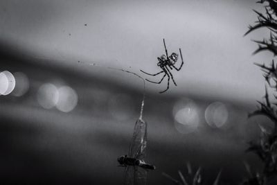 Close-up of spider on web