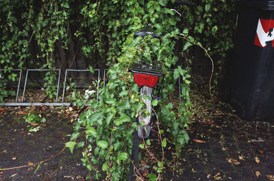 Plants and trees in park