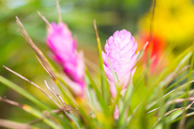 Close-up of pink crocus flower