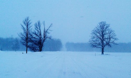 Bare trees on snow covered landscape