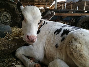 Portrait of cow in shed