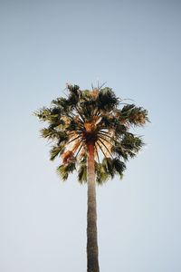 Low angle view of trees against clear sky