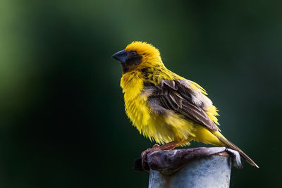 Asian golden weaver perched on steel pipe